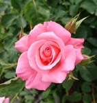 rose_scent