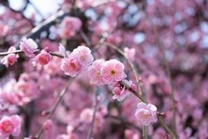 みちき