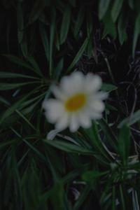 hikari