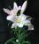 lily333000