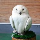 山崎ゆうき