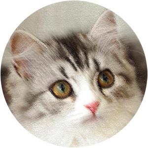 たむ