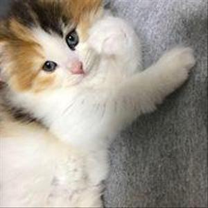 辻井 良太