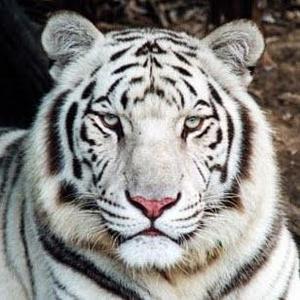 WhiteTiger
