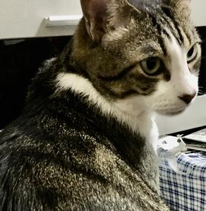 吉田ホノカ