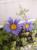 Blue_daisy