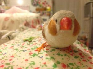 わさび