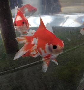 こばこ