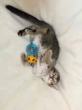 れんこんねこ