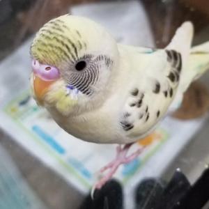 たてポン
