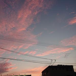 Cocco_33