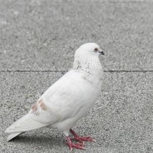 まさ