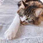 kitkit721