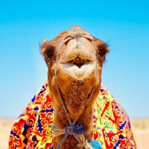 Camel_Loop