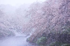 さかもと