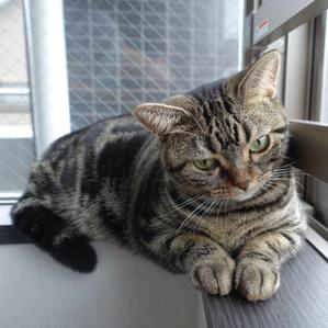 ざんぎ
