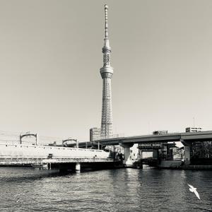 s_shin