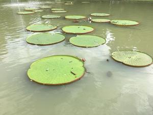 高橋大地