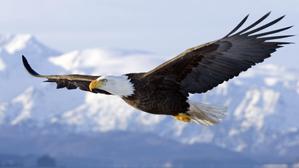 eaglevn