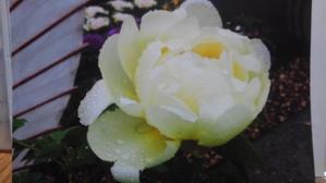 iona_1992