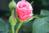 roses-k3819