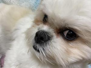小泉