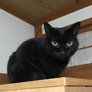 ビビ