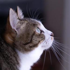 nekoda-php