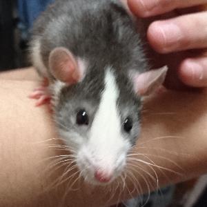 マツオカ