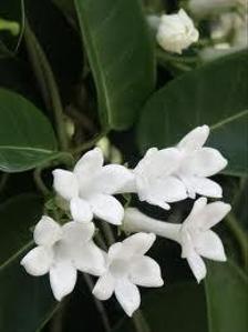 jasmine218