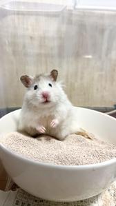 カシモト カヨ