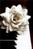 Framboise_Blanc
