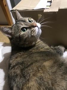 ひら　あきとみ