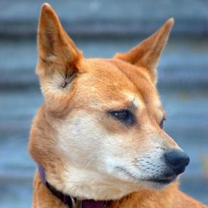 dingo