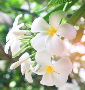 茉莉花