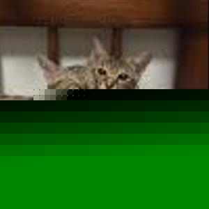 kede_kemo