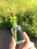 tokaea