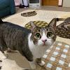 あのむ