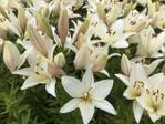 white lily 