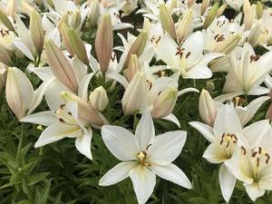white lily 