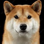 Shiba