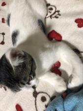 やまだ