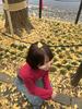 茉莉