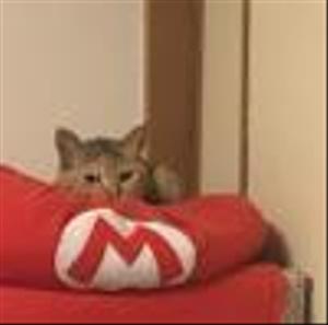 こねこ