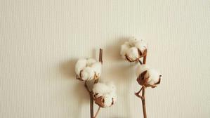 sweetcotton