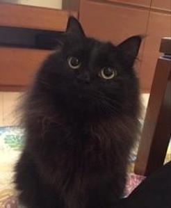 れいら