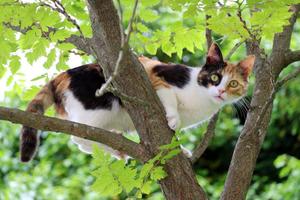 みけねこ