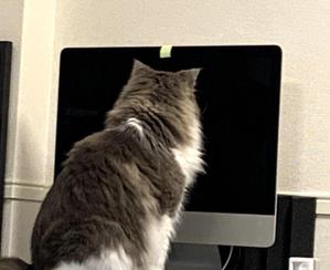 ハル