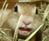 ariel_monky
