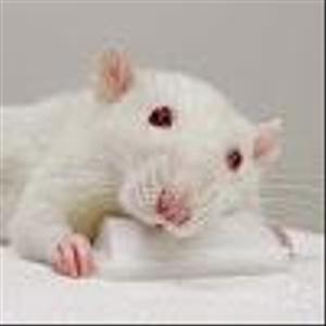 rat_3210